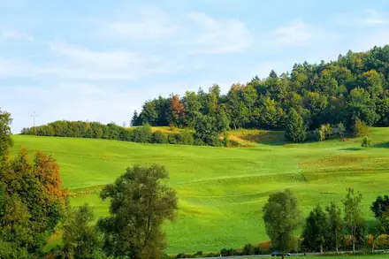 Rolling green natural grass with trees, an example of a well-established lawn