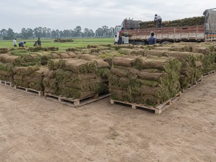 Bulk natural grass supply for farmhouses and large estates