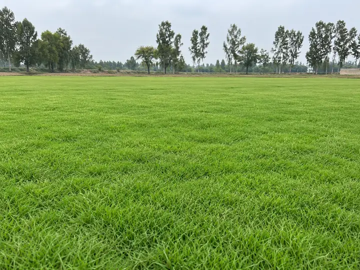Fresh natural grass turf harvested direct from the farm